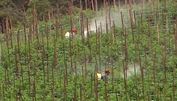 Entenda com o agrotóxico causa problemas de saúde aos trabalhadores rurais e consumidores (Reprodução)